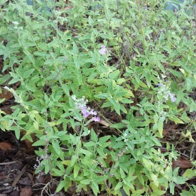 Little Trudy Catmint